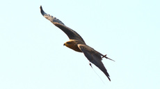 Schwarzmilan (1).jpg